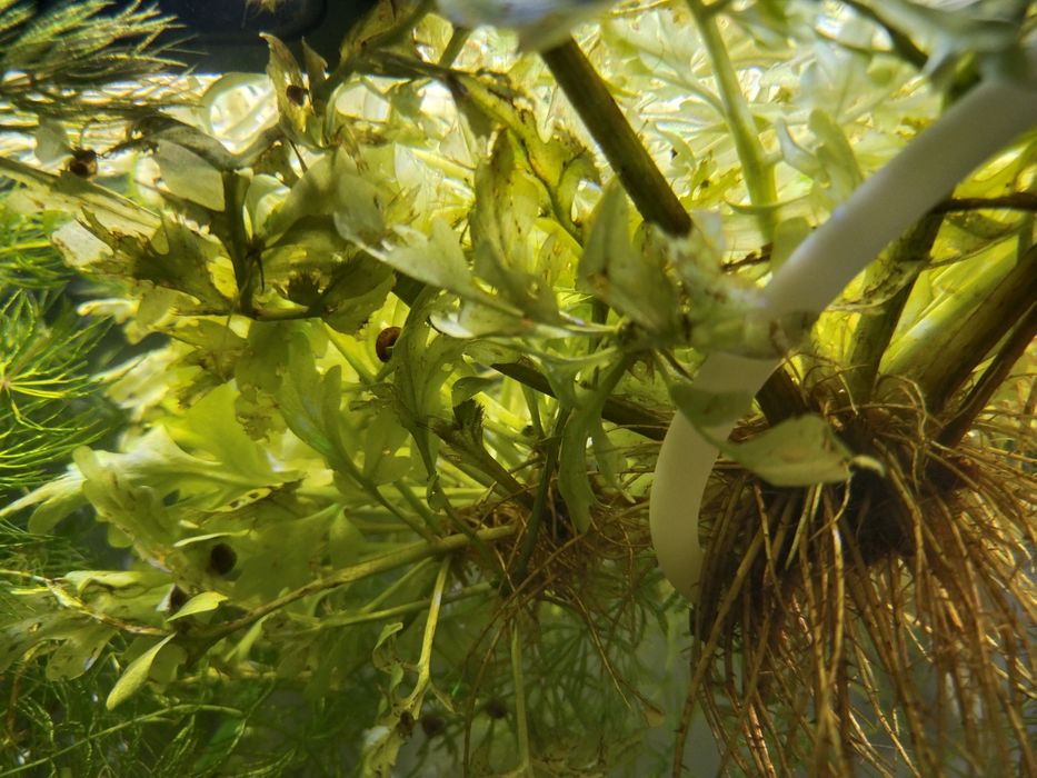 Аквариумные растения Наяс, Роголистник, Индийская капуста