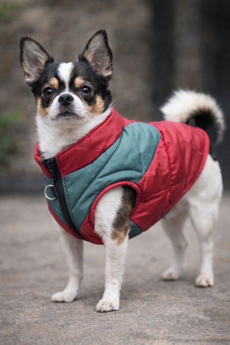 Курточка для собачки