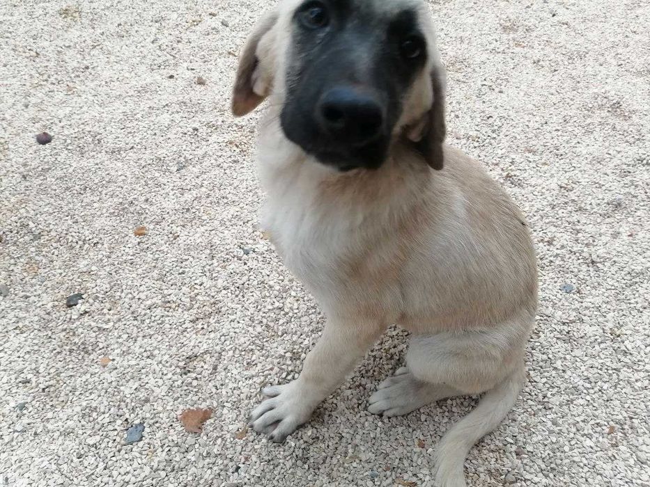 Cachorro Fêmea 3 meses para adoção