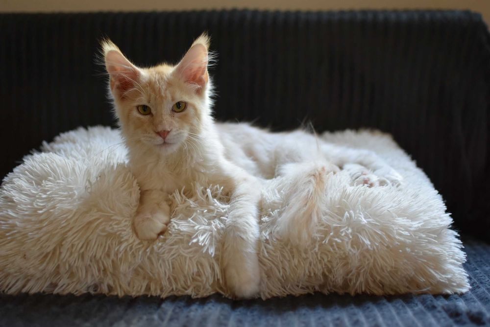 REZERWACJA/Gotowy do Odbioru/Kocurek Maine Coon/Rodowód FPL