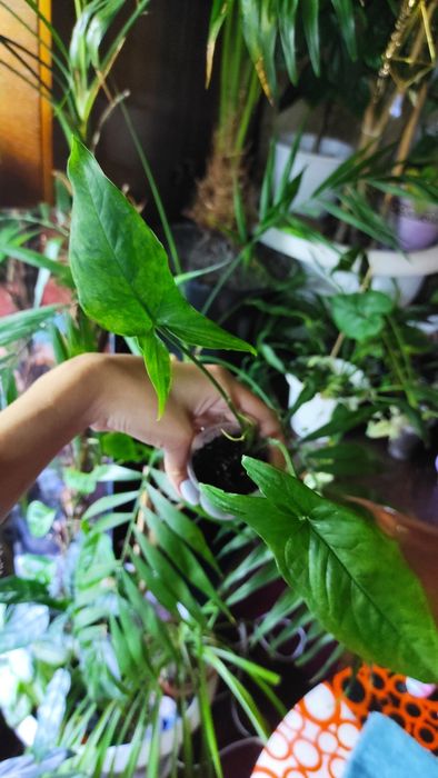 Монстера вариегатная, филодендрон, сингониум ,