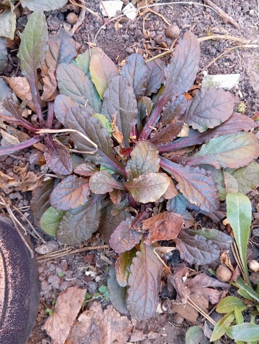 Продам цветы садовые