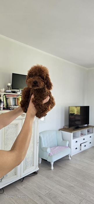 Pudel toy dziewczynka  odbiór 10 stycznia  2026