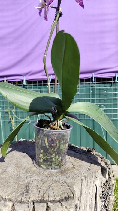 Продам орхідею фаленопсис 10,5 см ТЕРМІНОВО