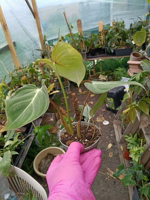 philodendron Gloriosum