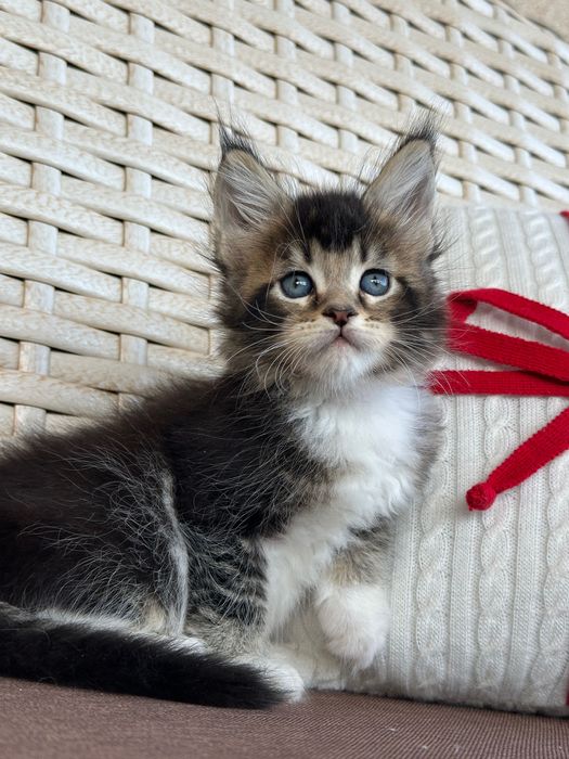 Saphira-Kotka Maine Coon