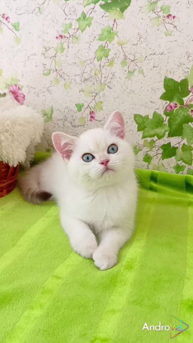 Очень ласковый котик. Шотландский прямоухий с голубыми глазами