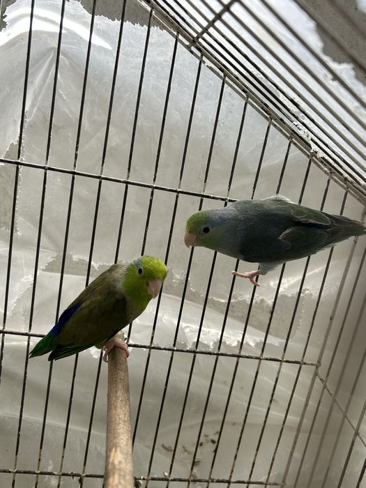 Vendo dois casais de forpus