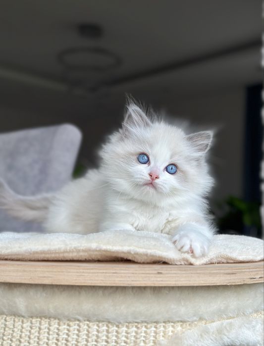 Kocurek ragdoll hodowlano wystawowy FPL