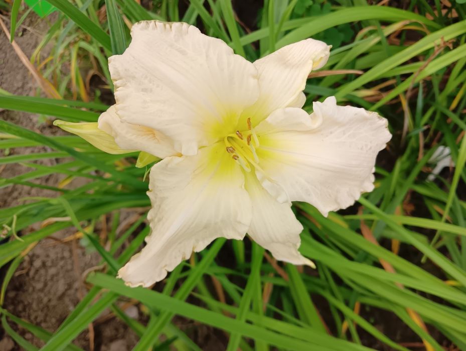 Liliowce różne kolory