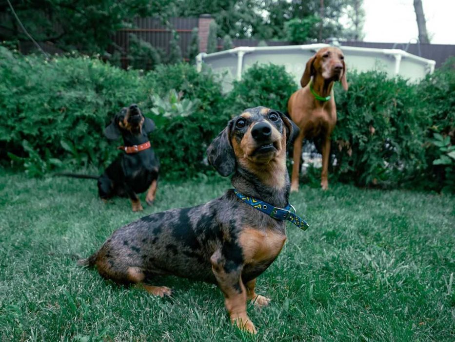 Готель для собак Villa - Esenia.