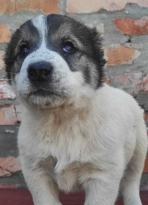 Продам цуценят алабая!
