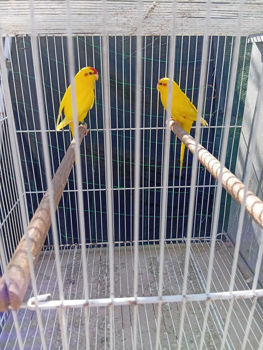 Red rumped pyrrulas caturras kakariquis e tourquoisines