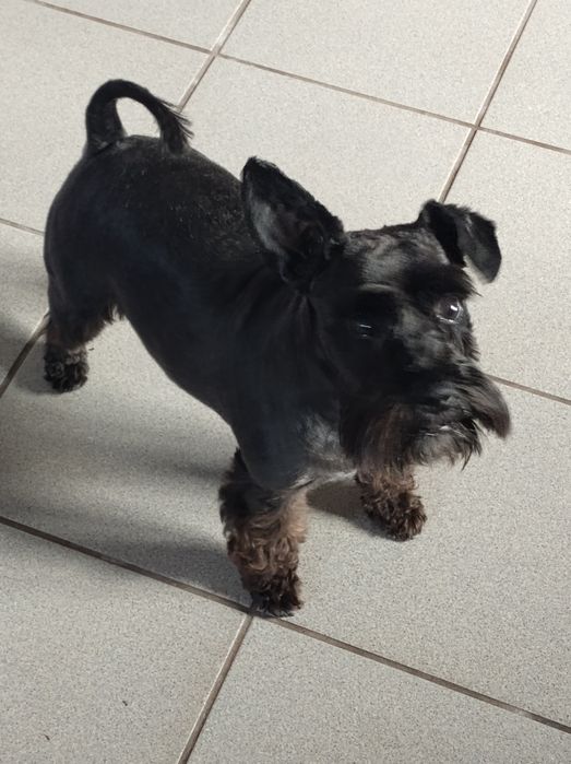 Strzyżenie i pielęgnacja psów w domu i u klienta