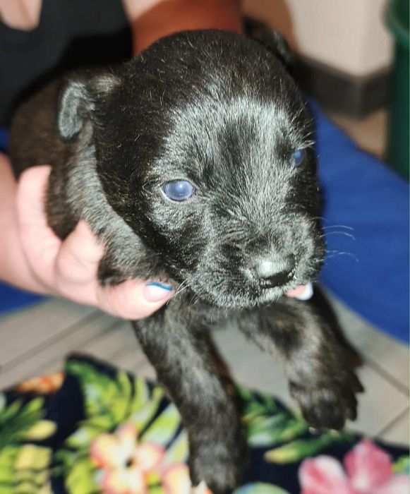 Oddam pieski w dobre ręce