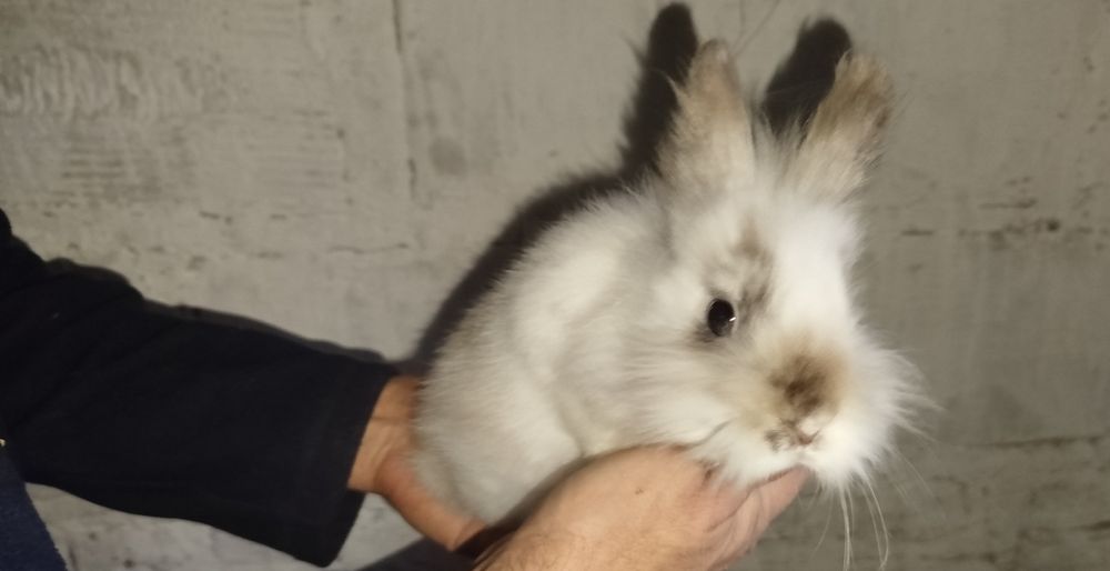 Miniatury króliczków angora