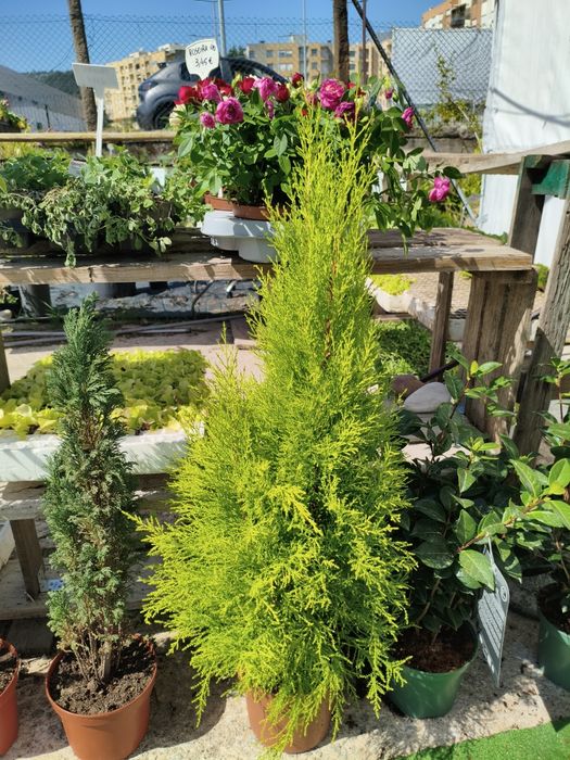 Cipreste da Califórnia (Cupressus Macrocarpa Goldcrest) - planta em vaso