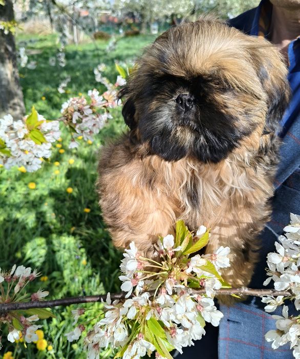 Shih tzu piesek FCI  śliczny