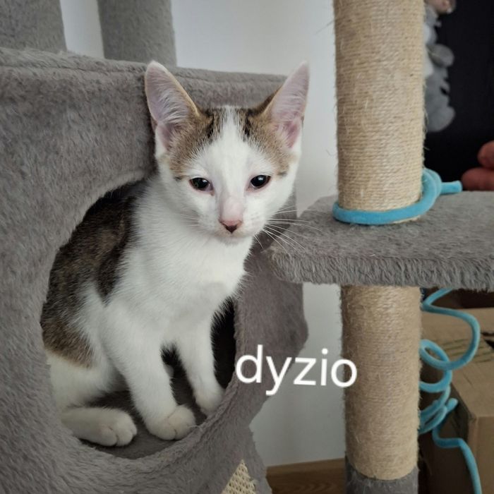 Dyzio - cudowny chłopak do adopcji