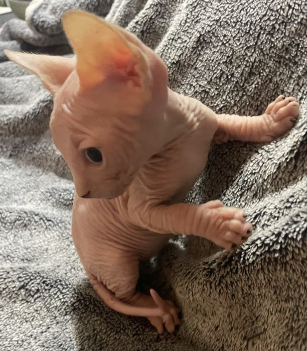 Gatinho Sphynx nascido 20/04