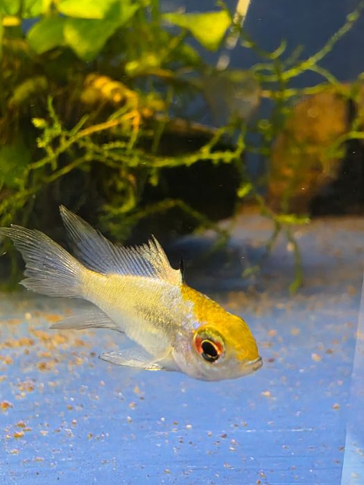 Rybki do akwarium - Ramireza Electric blue