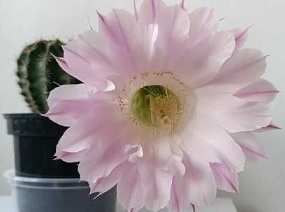 Kaktus kwitnący Echinopsis Eyriesa -różowy
