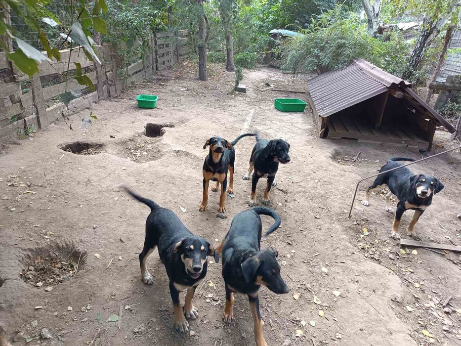Віддам в добрі руки цуценят