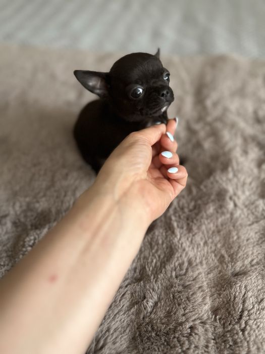 Macho Chihuahua mini