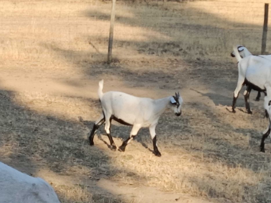 Cabras serpentinas (puras)