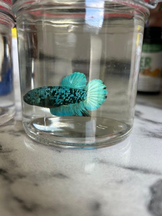 Betta Bojownik Avatar stars Olsztyn wysyłka