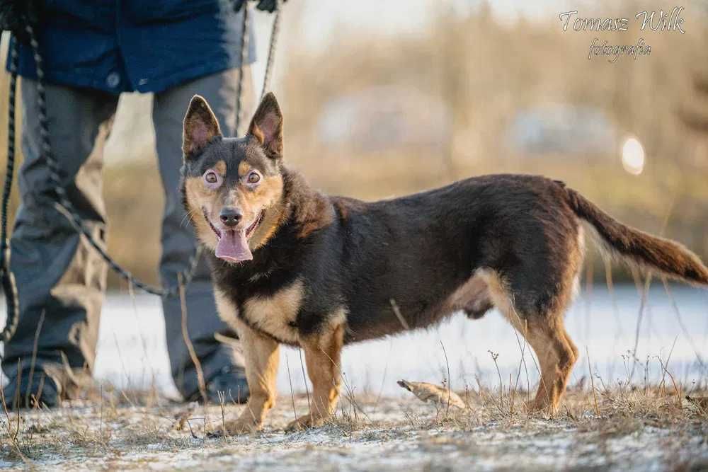 Funtek śliczny przyjazny psiak