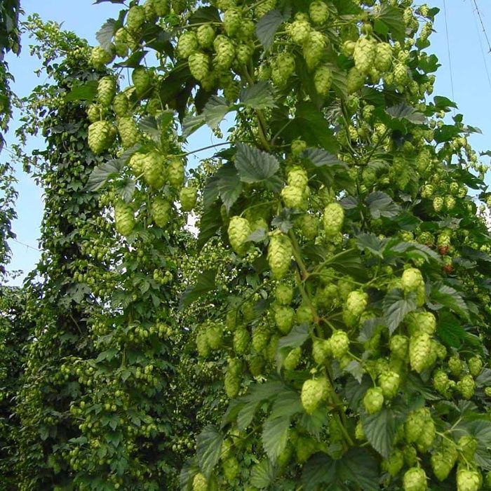 20 Sementes de Lupulo - Humulus lupulus