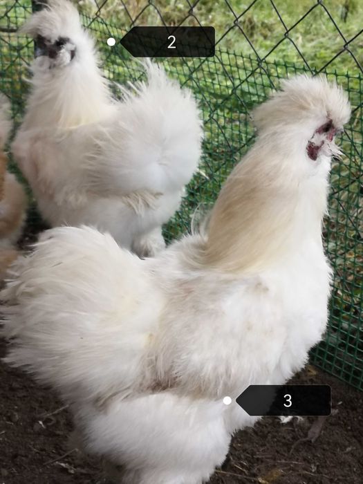 Kogut Silki jedwabistej i Czubatki