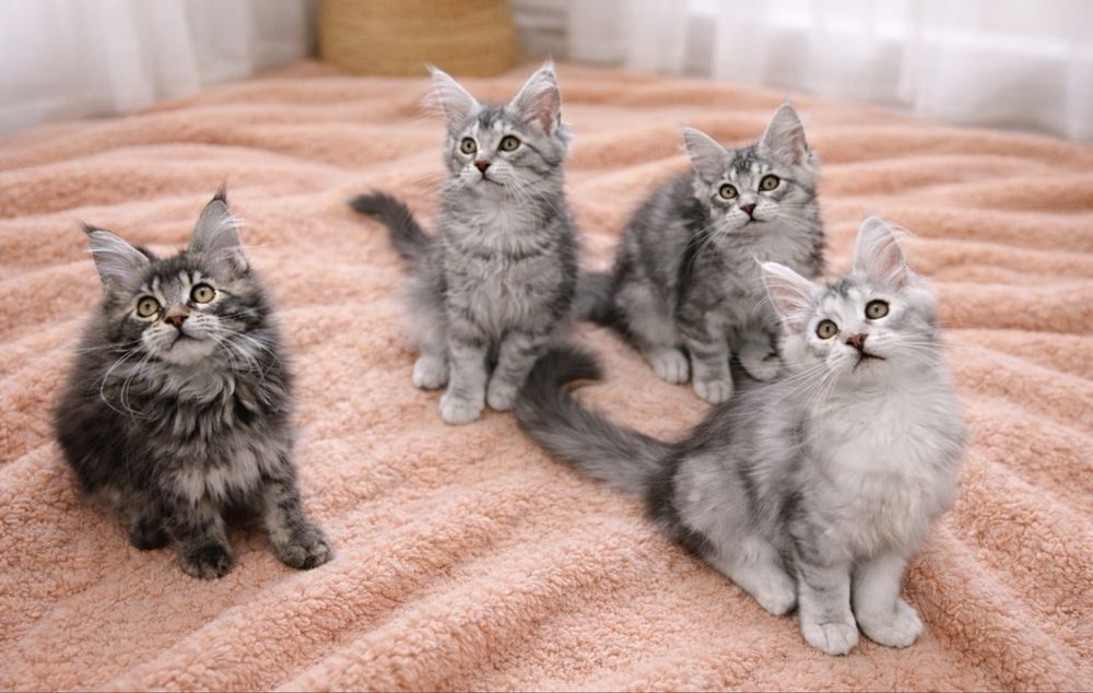 Wyjatkowy Kocurek Silver Maine Coon z rodowodem