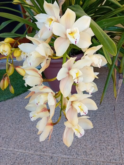 Orquidea amarelo pastel