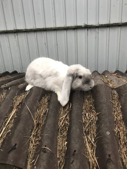 Продам кроликів французький баран