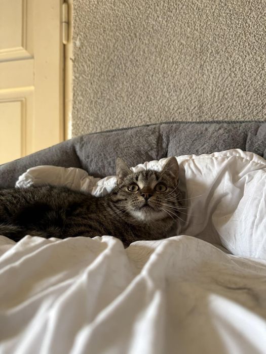 Cudowny Joko szuka domu