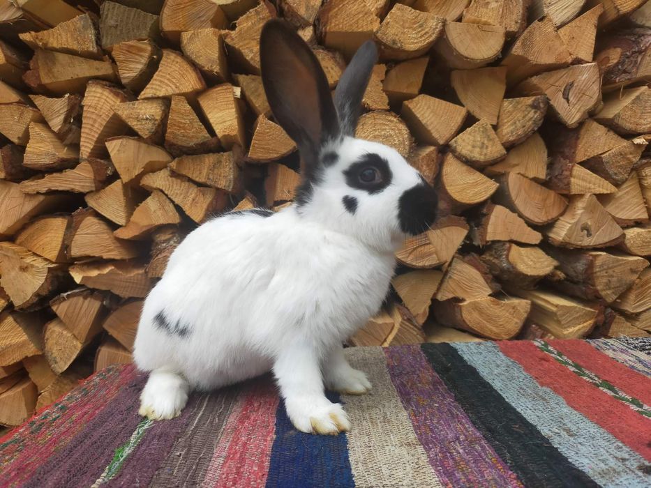 Самчики Німецького строкача . Кролі.