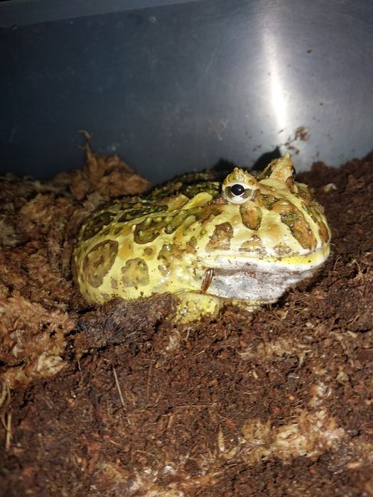 Żaba rogata podrostek