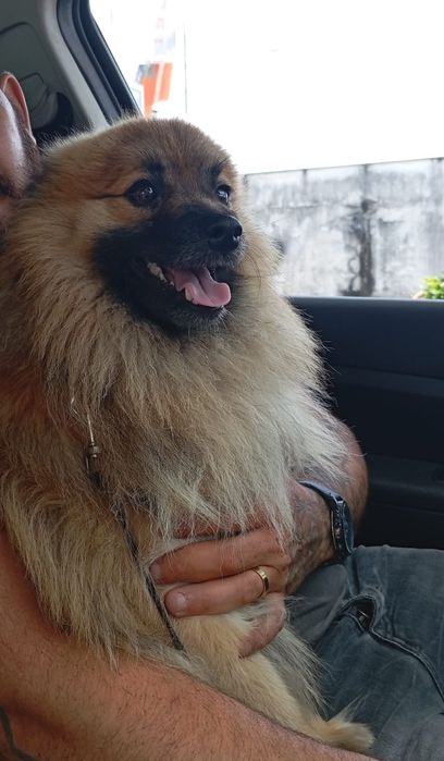 Lulu da panemania para adoção