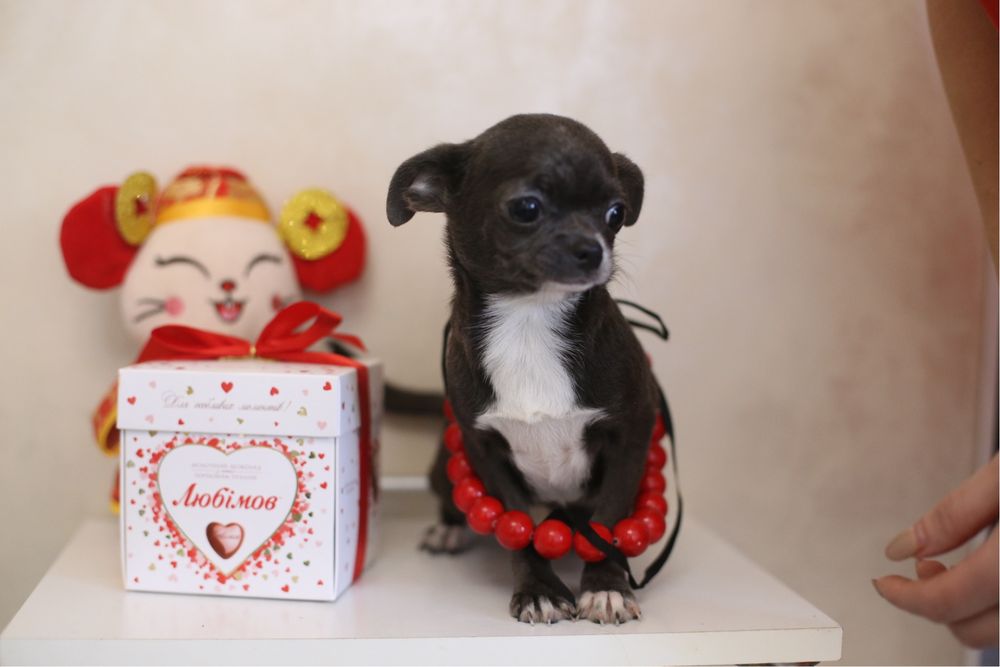 Голубая девочка чихуа стандарт