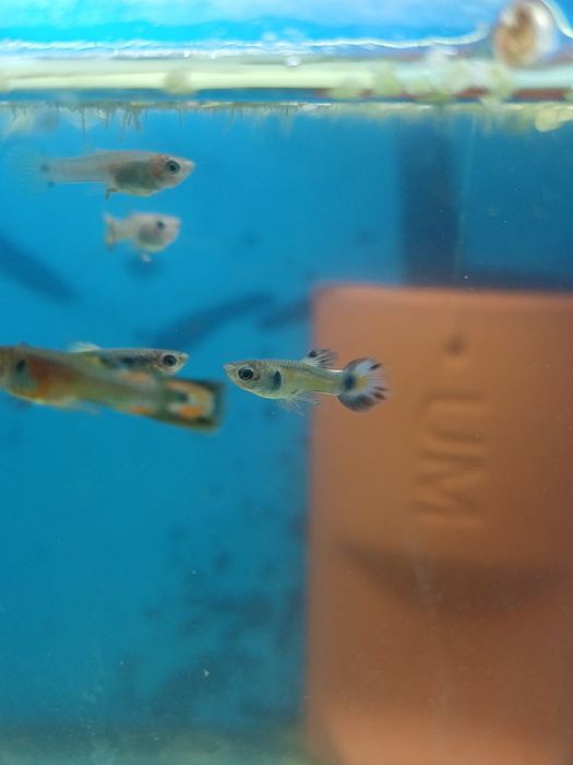 Vendo peixes guppys