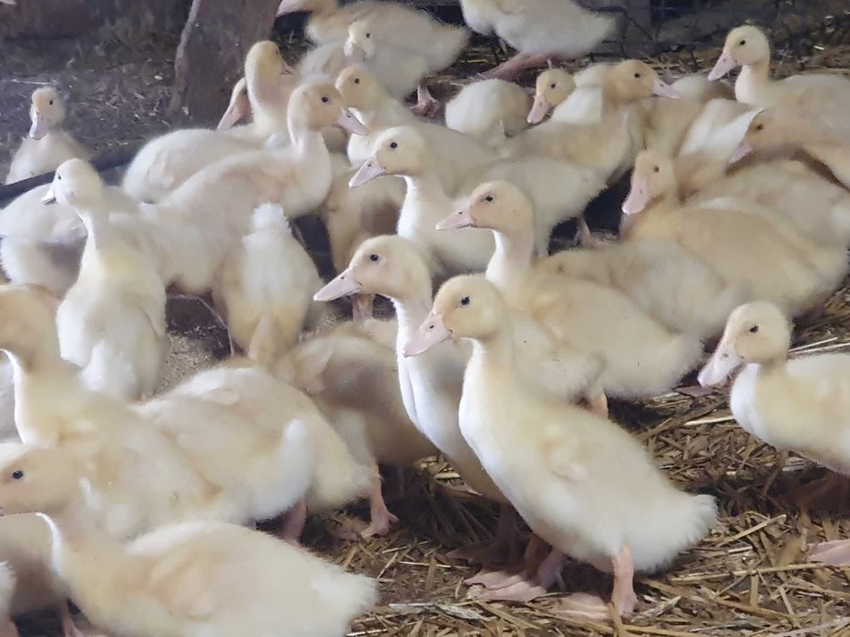 Sprzedam pisklęta kacze (kaczki) rasy biały Pekin 2-tygodniowe (kaczorki)