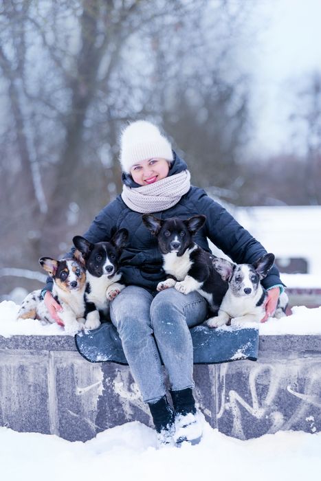 Вельш коргі кардиган