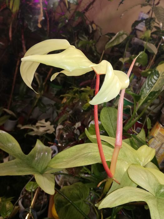 Philodendron Florida GHOST variegata duch monstera filodendron roślina