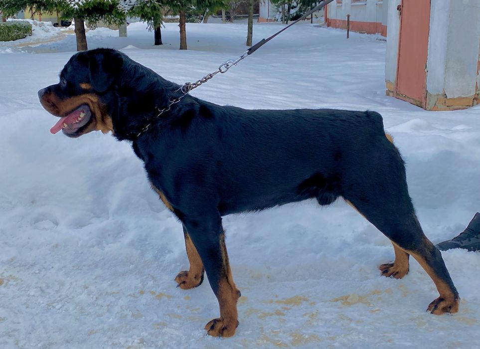 Вязка  Ротвейлер великий кобель.