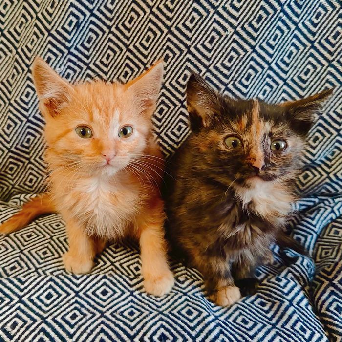 Котики шукають Дім!