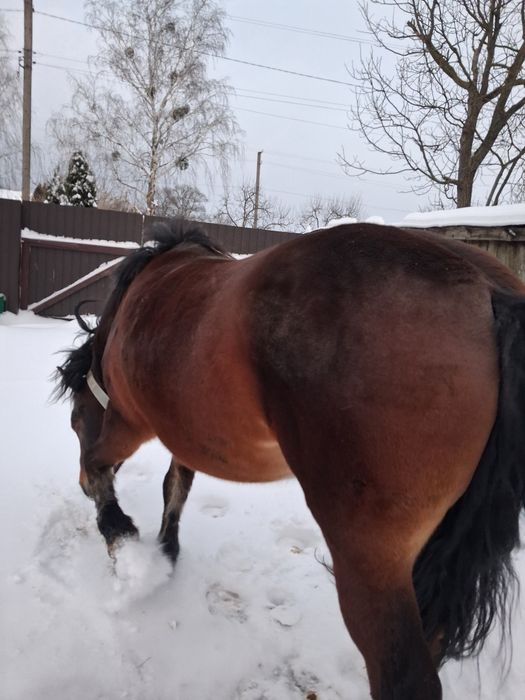 Продам кобилу!!!