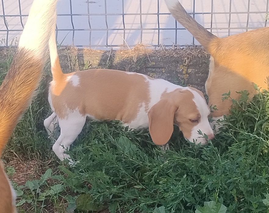 Sprzedam pieska Beagle Bicolor z rodowodem.