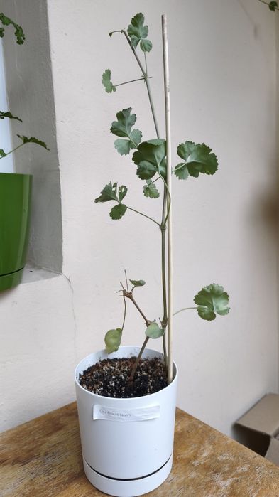 Nadwyżki parapetowe. Pelargonie sadzonki